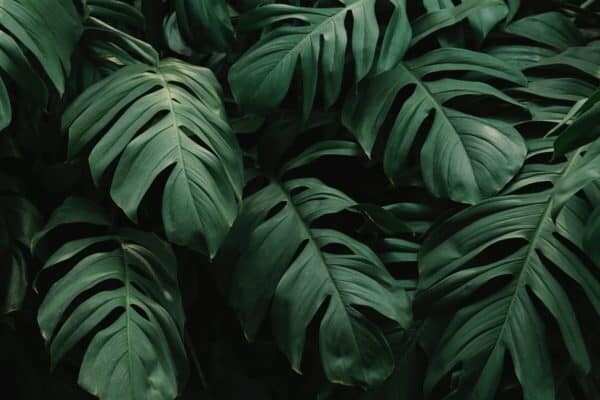 A Houseplant Icon: History of Monstera