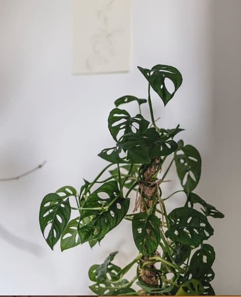 How to Make an Easy DIY Moss Pole for Your Monstera - Monstera Plant Resource
