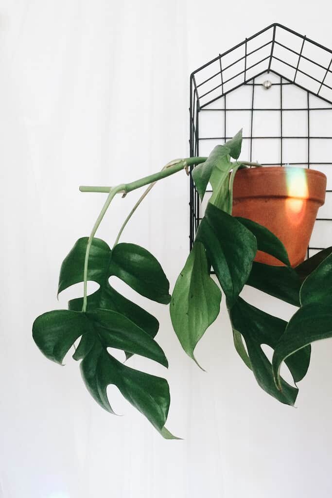 Mini Monstera Care Tips - The Newest Monstera Trend? - Monstera Plant Resource Center